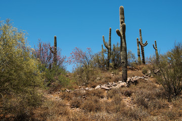 Saguaro Cacti stand Sentinal in the Phoenix Sonoran Preserve