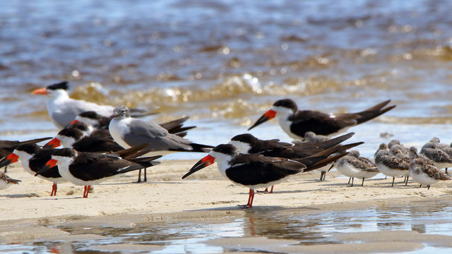 Black skimmers a seagull and shorebirds sanding in shallow seawater