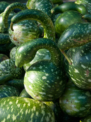 Gourds Gooseneck
