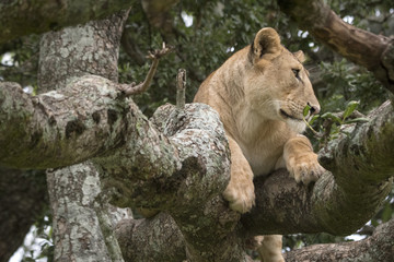 Lion in Tree, Serengeti