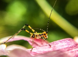 Insecte en gros plan sur fleur rose