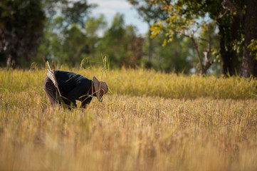 rice harvest in thailand province udon thani