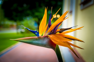 Paradiesvogel Blume