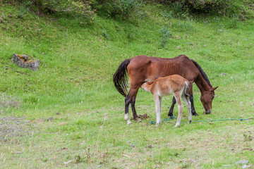 Naklejka na ściany i meble Brown horse is breastfeeding a foal on the green lush meadow