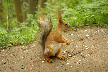 Naklejka na ściany i meble Cute squirrel sitting on the ground