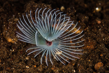 White Feather Duster Worm 