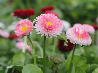 Obraz premium Pink and Red Bellis 