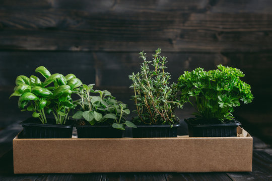 Fresh herbs on the wooden background with copy space