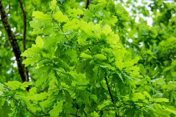 Oak leaves