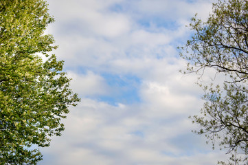 The sky framed by the branches of trees. Nature - forest and clouds. The border edging plant.