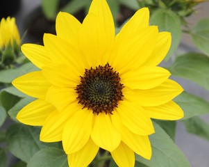 Single Sunflower