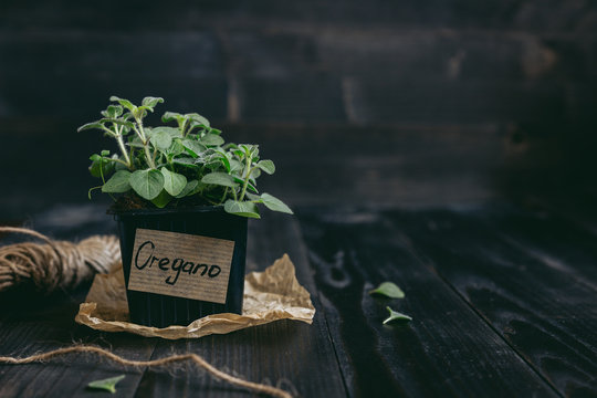 Fresh oregano in pot on the wooden background with copy space