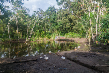 Fototapeta na wymiar Ducks in a pond in Nuevo Rocafuerte village, Ecuador