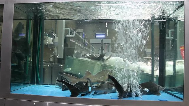 Live freshwater sturgeon fish floating in an aquarium. Live fish ready for sale at the supermarket