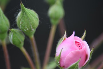 Pink roses bud