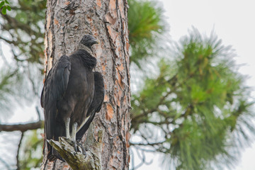 A black vulture (coragyps atratus) in a tree at McGough Nature Park in Largo, Florida.