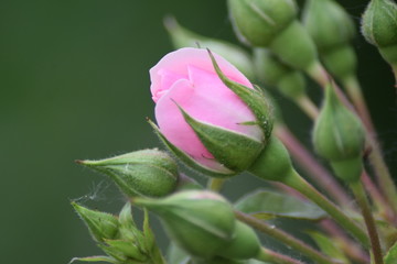 Pink roses bud