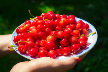 Close up of hands with vintage bowl full of cherries. Female hands holding a plate with red cherries