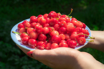 Close up of hands with vintage bowl full of cherries. Photo with shallow depth of field.