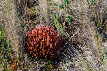 Plants of Paramo ecosystem, Ecuador