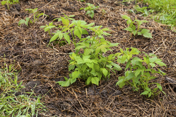 Young green raspberries in the spring with a straw mulch