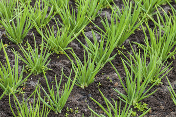 Young onions in a organic garden