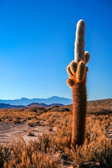 Cactus in a pampa