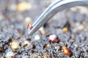 cactus seeds