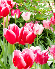 beautiful colored tulips on a field, postcard or greetingcard for motherday and easter