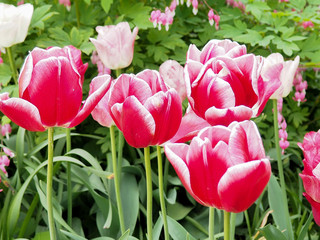 beautiful colored tulips on a field, postcard or greetingcard for motherday and easter