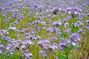 Phacelia (phacelia, scorpionweed, heliotrope). Flower-honey for bees and nitrogen fertilizer for soil in the garden