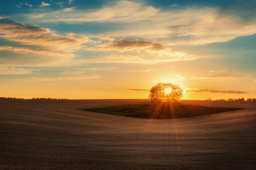 Alone tree over sunset in ploughed land
