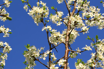 Branch of a spring tree with beautiful white flowers