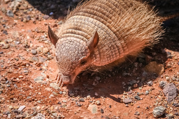 Small hairy armadillo
