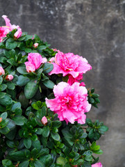 Close up flowers background. Amazing view of colorful pink flowering in the garden and green grass landscape at sunny summer or spring day.