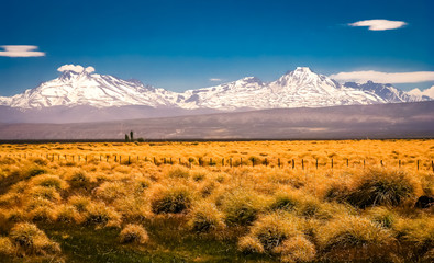 Patagonian grassland and Andes