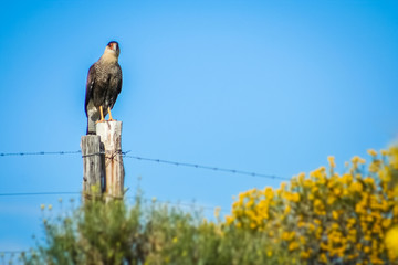 Hawk on a fence