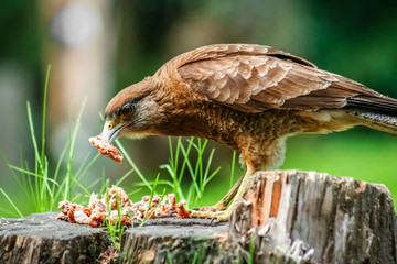 Patagonian Hawk feasting on leftovers