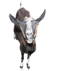 Brown goat isolated on white background. Goat with a funny muzzle and big teeth looking at the camera. Farm animals. Goat isolated full length close up.