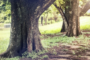 Forest big green tree with sun light in public park.