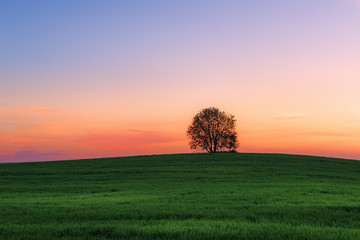 Fototapeta na wymiar Landscape with one tree in field over sunset