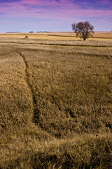 Obraz premium Golden Path