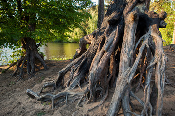The root of the tree in the green grass.