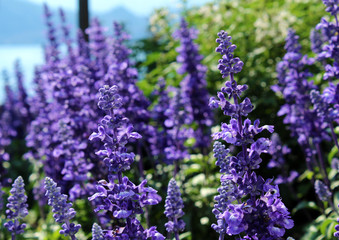 Lavender flowers in a flowerbed close up