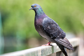 Beautiful close up shot of a pigeon outdoors with green blurry background