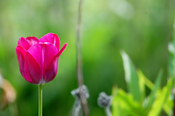 Magenta Pink Tulip Green Background Wallpaper