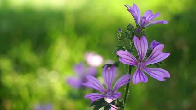 Malva Sylvestris - Close up
Common mallow sways blown by a breeze.
Selective focus on the violet bloom, shallow DOF.
Out of focus green meadow background.
Concept of nature. Concept springtime 