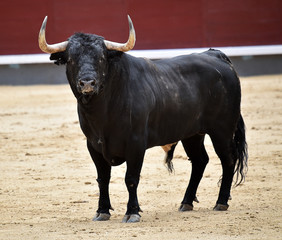 bull