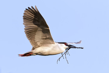 Black-crowned Night Heron flying with a twig in its beak