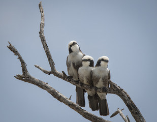 White Crowned Shrikes